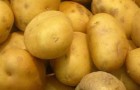 Сорт картофеля: Эл мундо
